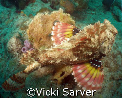 Scorpian Fish-Pompano Beach, Florida by Vicki Sarver 